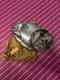 Suzuki Oem Nos A100 1973 1974 Clutch Cover 11341-12604