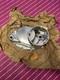 Suzuki Oem Nos A100 1978 Clutch Cover 11341-12005