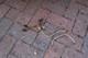 Suzuki T200, Tc200, Oil Pipe Set Good Used